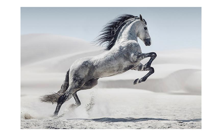 Obraz na skle Bílý kůň 120x80 cm Baumax