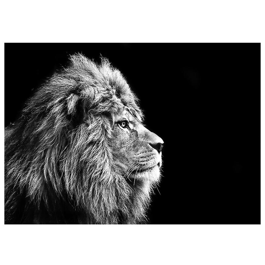 Obraz Glasspik Animals 70x100 GL104 Lion STYLER